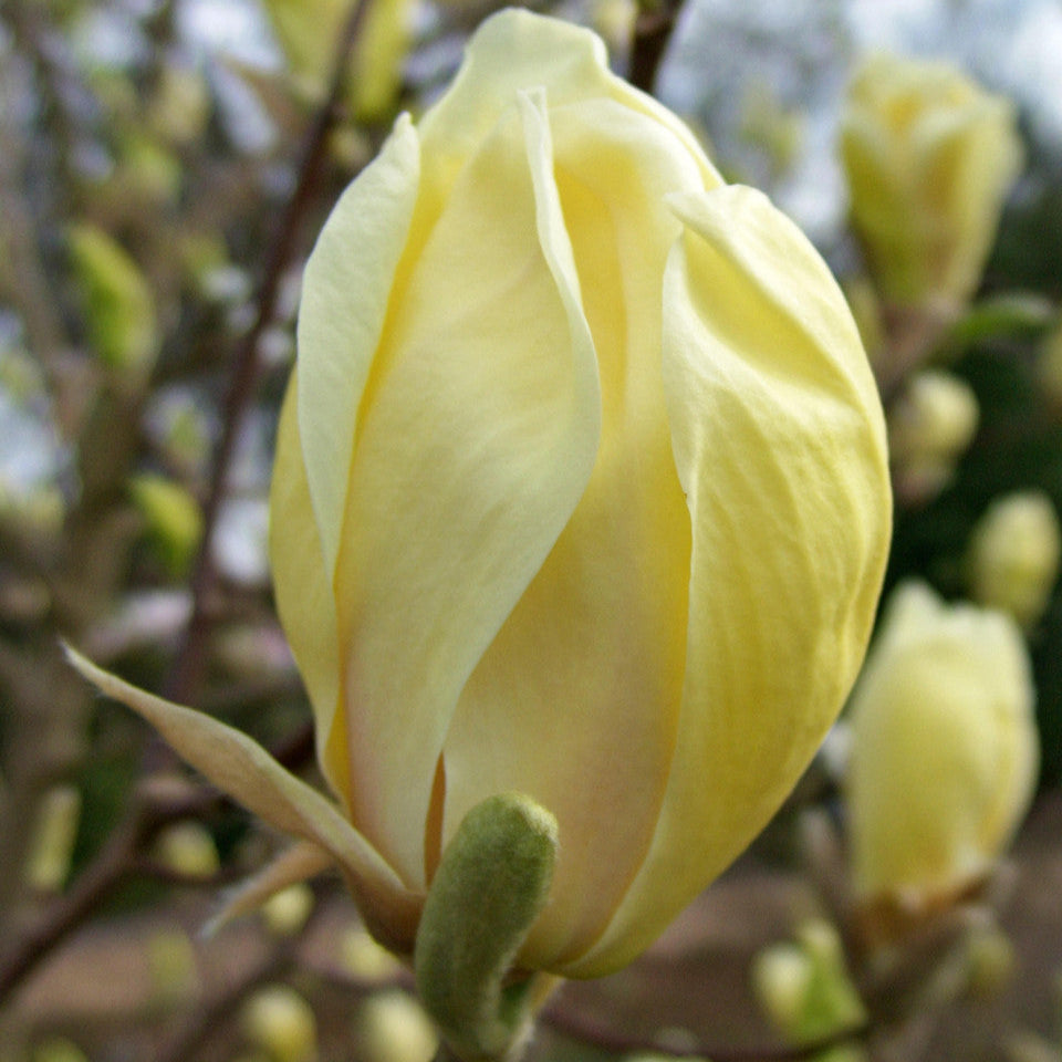 Magnolie Yellow Lantern - Magnolia Yellow Lantern