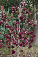 Magnolie Genie - Magnolia Genie