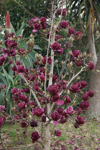 Magnolie Genie - Magnolia Genie
