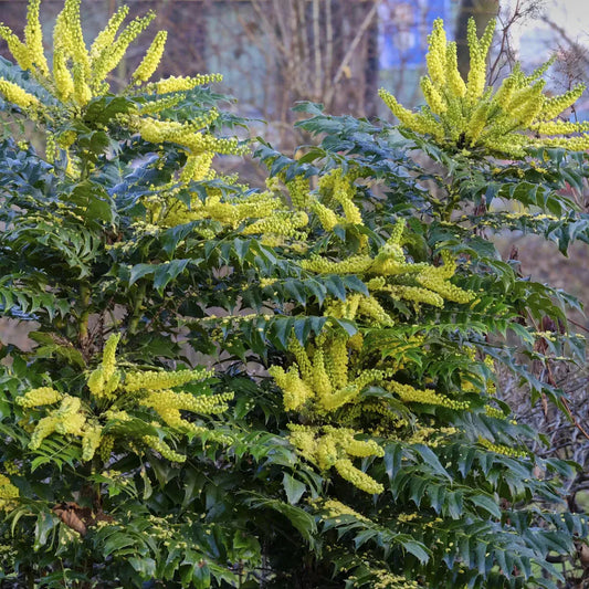 Mahonia Winter Sun - Mahonia Media 'Winter Sun'