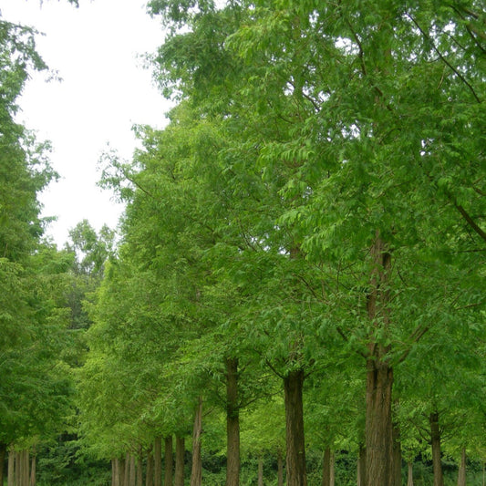 Metasequoia - Metasequoia Glyptostroboides
