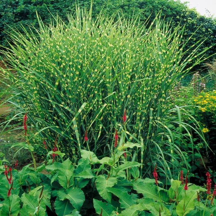 Iarbă Zebrinus - Miscanthus Sinensis Zebrinus