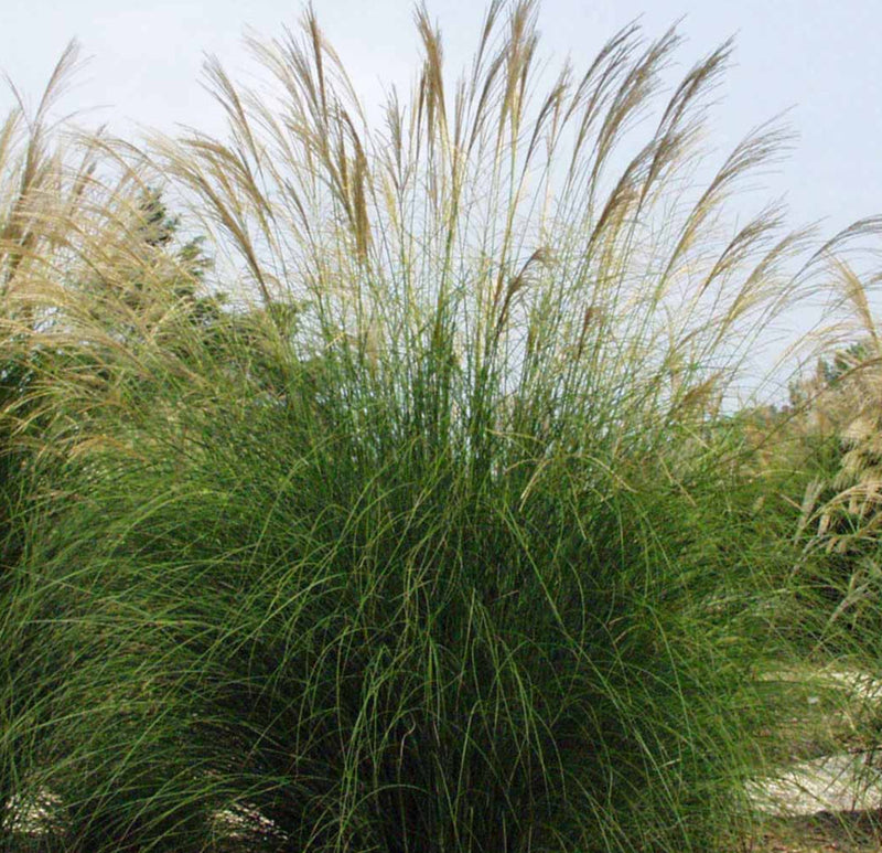 Iarbă Graziella - Miscanthus Sinensis 'Graziella'