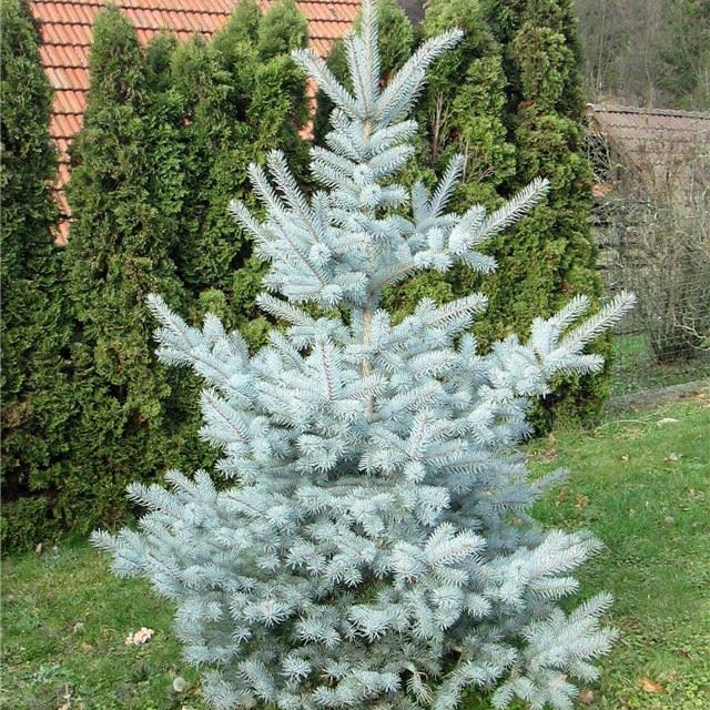 Molid Argintiu Edith - Picea Pungens Edith