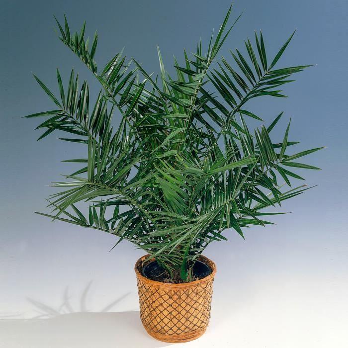 Phoenix canariensis – Palmier de Canare