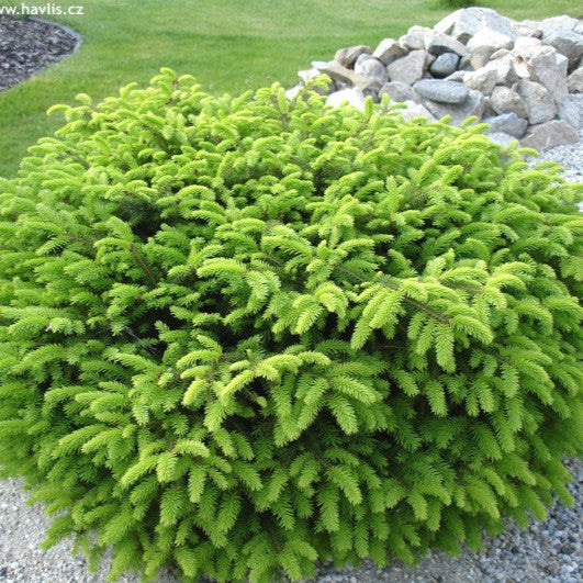 Molid Pitic Nidiformis - Picea Abies Nidiformis