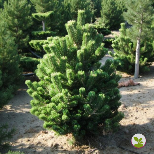 Pinus nigra 'Oregon Green' la balot - livrare dupa 10 octombrie
