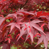 Arțar Japonez Roșu - Acer Palmatum Atropurpureum