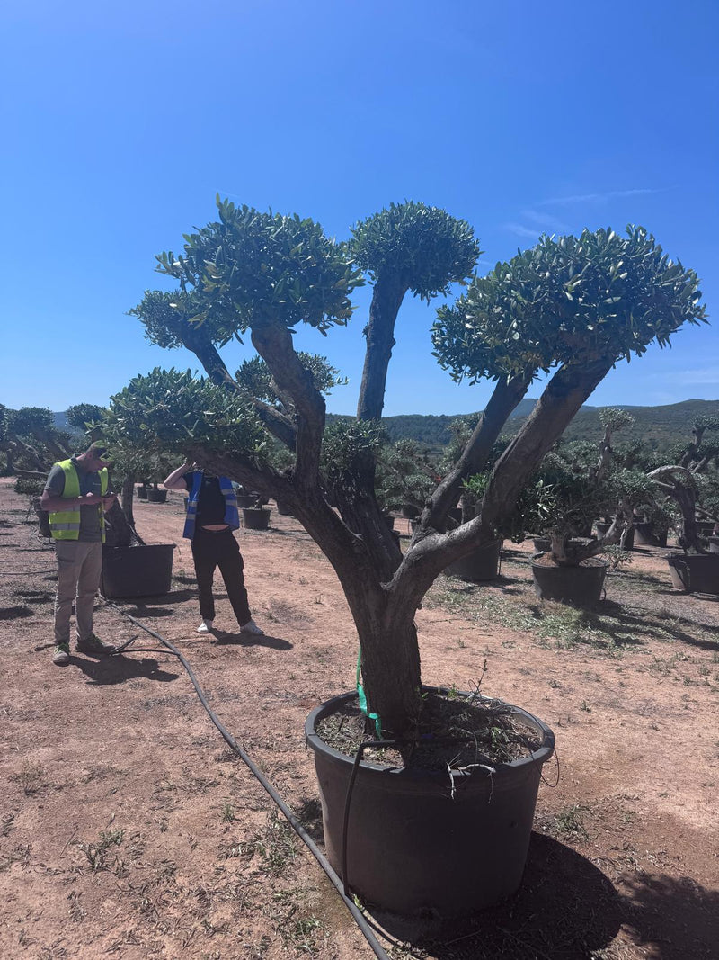 Maslin Bonsai - Olea europaea
