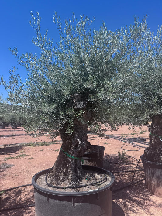 Maslin Secular - Olea europaea
