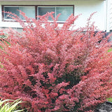 Berberis thunbergii Rose Glow