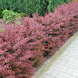 Berberis thunbergii Rose Glow
