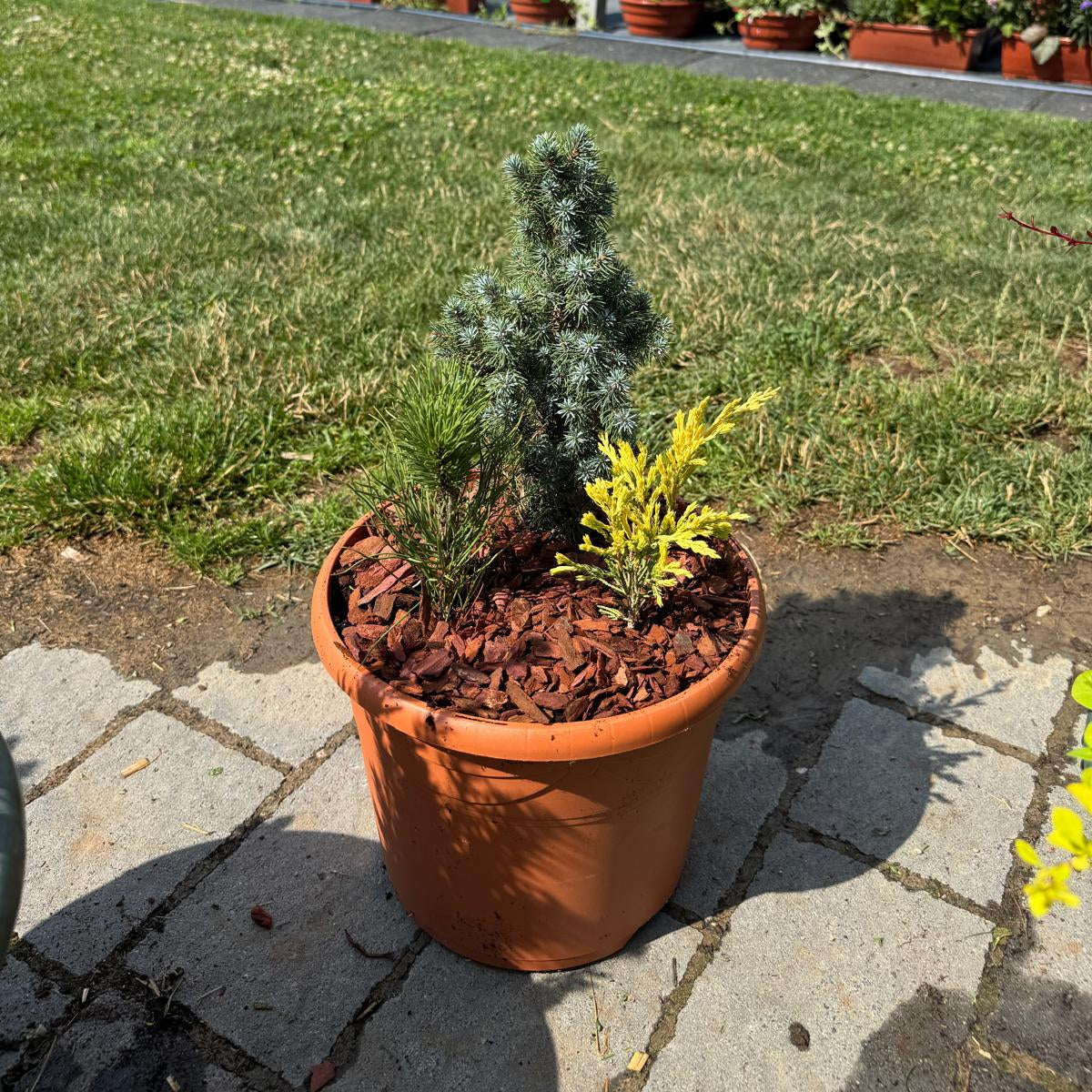 Buchet nr 10