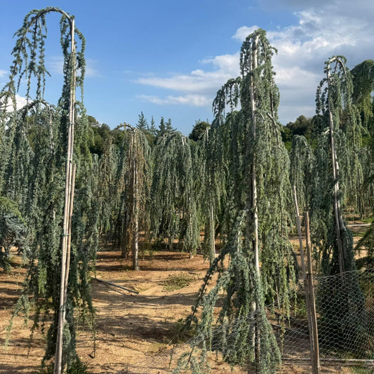 Cedru Atlantic Glauca Pendula Premium (Precomanda - Poze Reale)