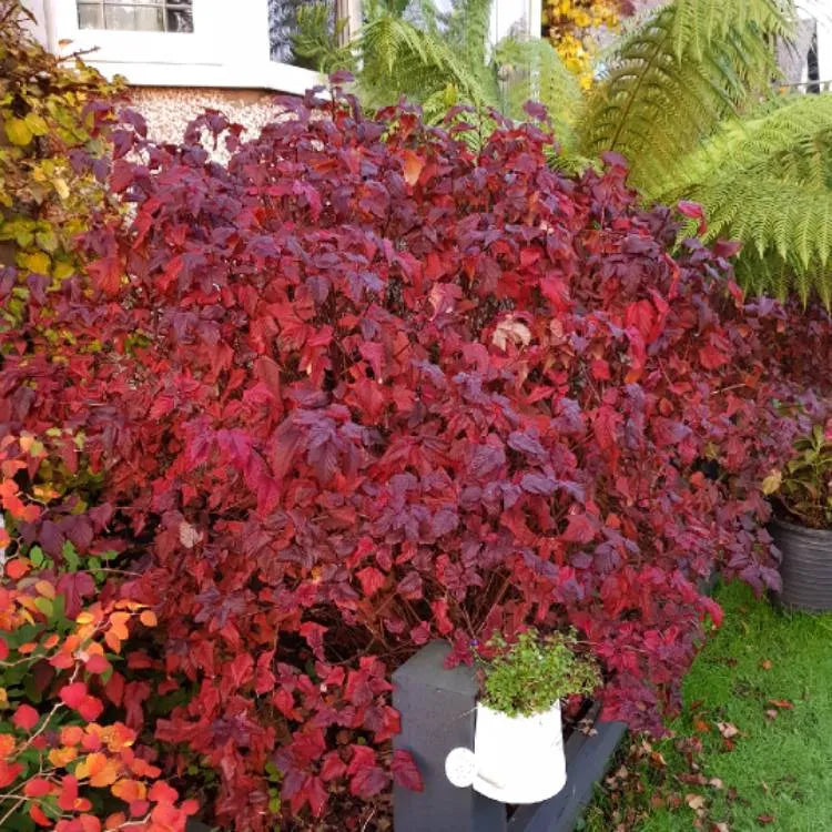 Fisocarp Lady In Red - Physocarpus Opulifolius Lady In Red