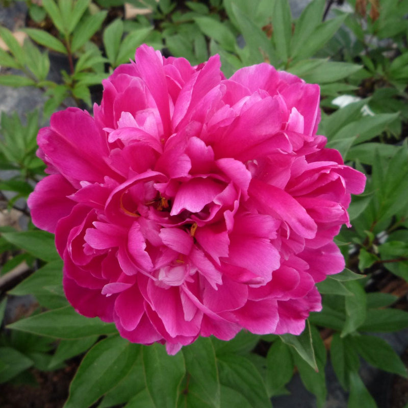Bujor Karl Rosenfield Roșu - Paeonia Lactiflora Karl Rosenfield