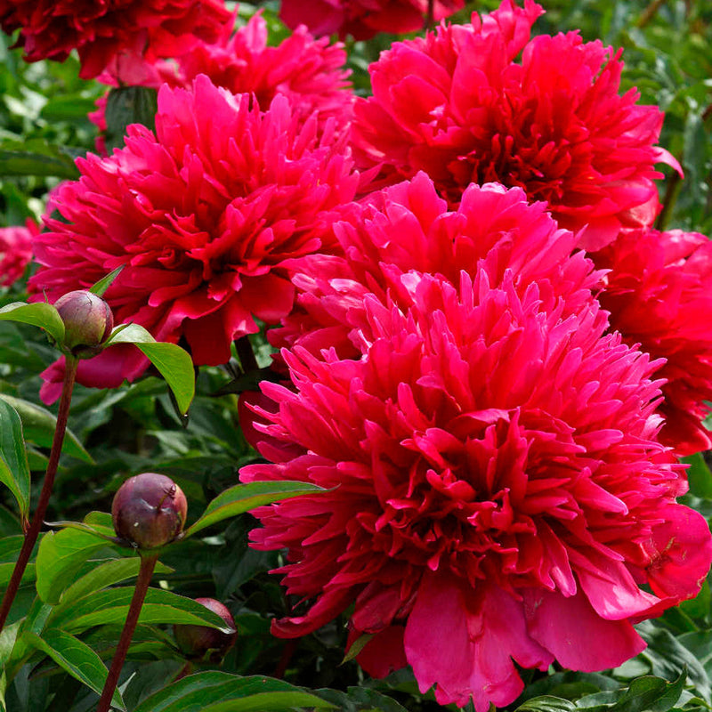 Bujor Many Happy Returns Roșu - Paeonia Lactiflora Many Happy Returns