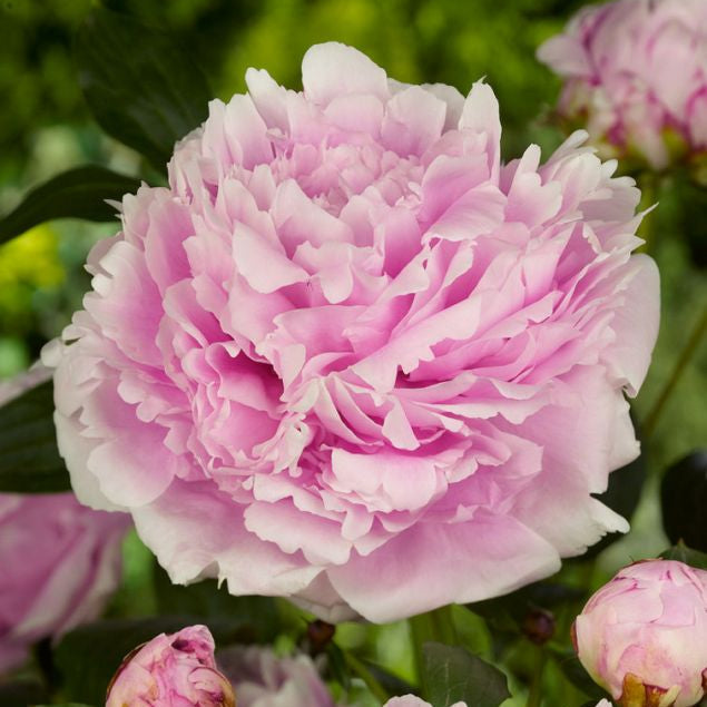Bujor Sarah Bernhardt Roz - Paeonia Lactiflora Sarah Bernhardt