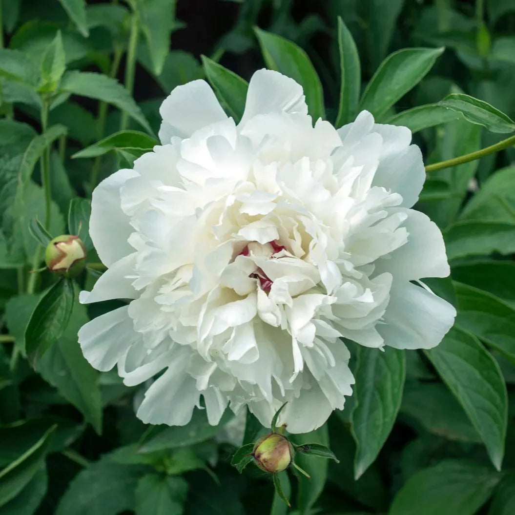 Bujor Arbustiv Alb - Paeonia Suffruticosa Alba