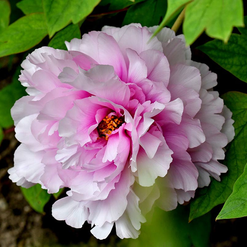 Bujor Arbustiv Mov-Alb - Paeonia Suffruticosa Mov-Alb