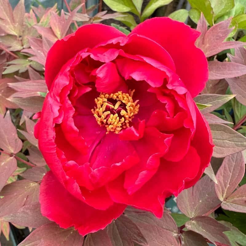 Bujor Arbustiv Roșu - Paeonia Suffruticosa Rosie