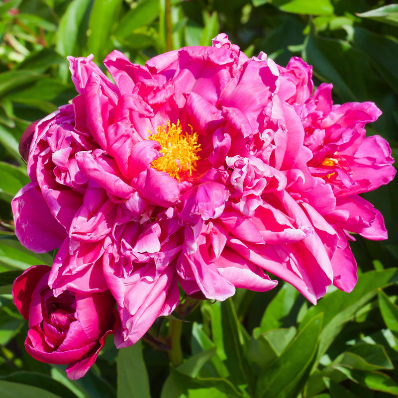 Bujor Arbustiv Roz - Paeonia Suffruticosa Roz