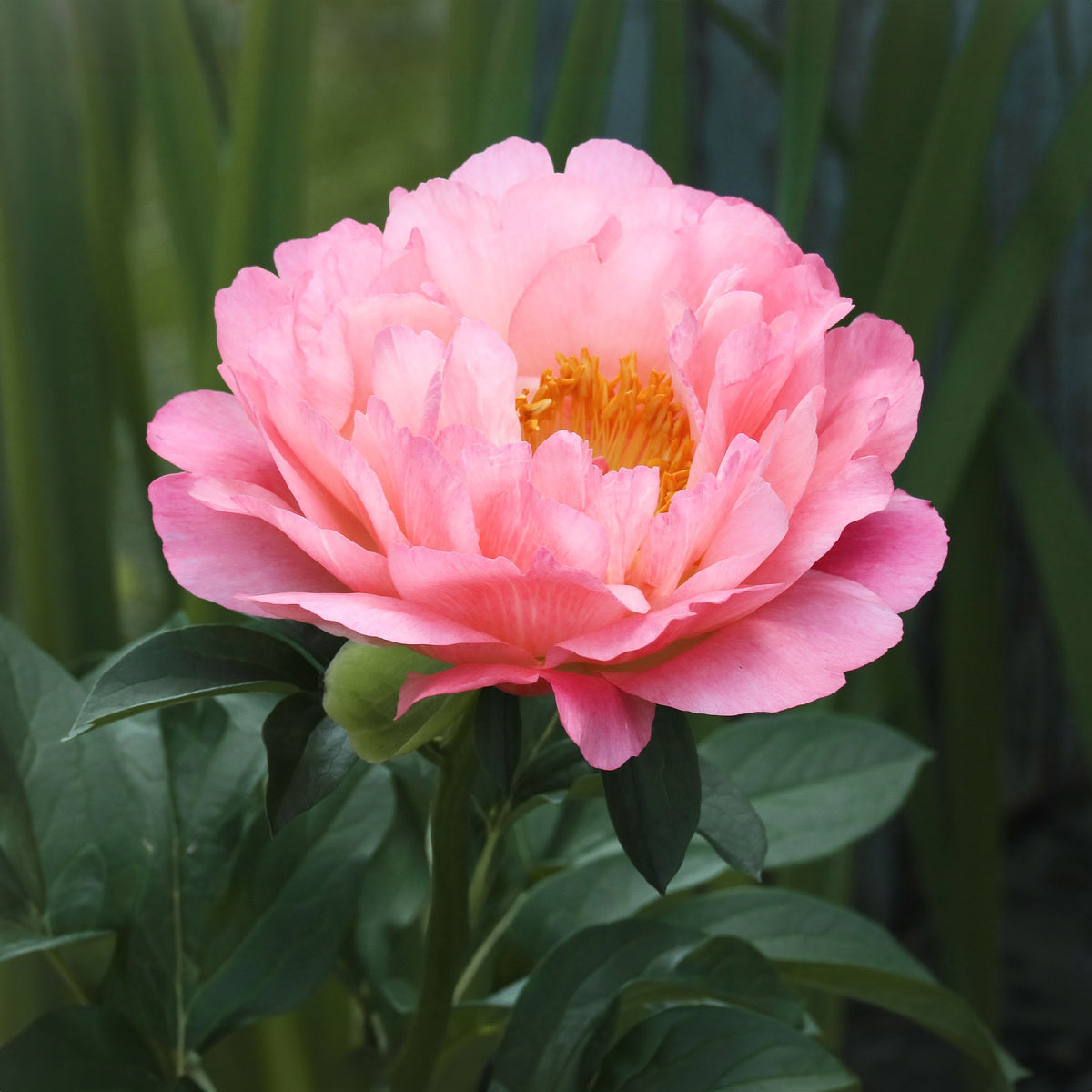 Bujor Arbustiv Roz Bătut - Paeonia Suffruticosa Roz Batut