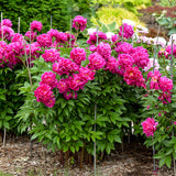 Bujor Karl Rozenfield - Paeonia Lact. 'Karl Rozenfield'