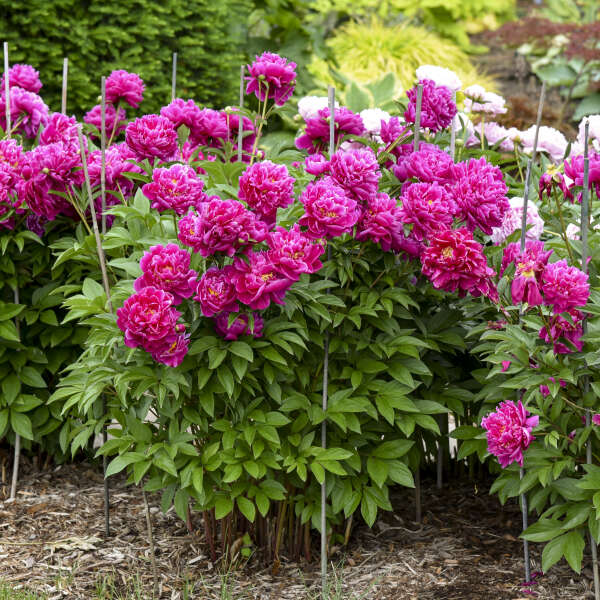 Bujor Karl Rozenfield - Paeonia Lact. 'Karl Rozenfield'