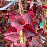Vită Canadiană Veitch Robusta - Parthenocissus Tr. 'Veitch. Robusta'