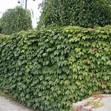 Vită Canadiană Veitch Robusta - Parthenocissus Tr. 'Veitch. Robusta'