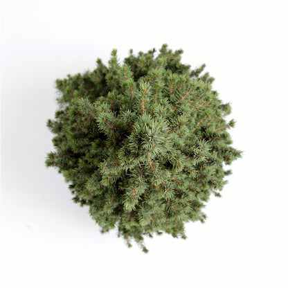 Molid Alb Perfecta - Picea Glauca Perfecta