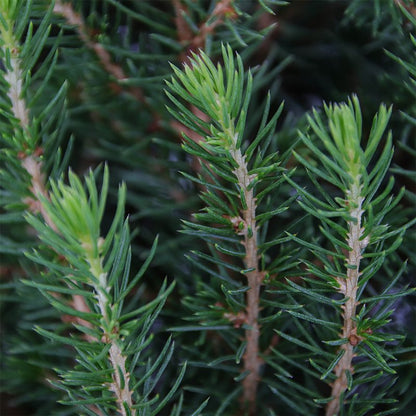 Molid Alb Perfecta - Picea Glauca Perfecta