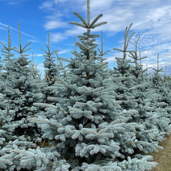 Premium Garden Collection®