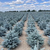 Molid Super Blue - Picea Pungens Glauca Super Blue -