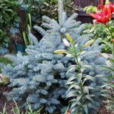 Molid Super Blue - Picea Pungens Glauca Super Blue -