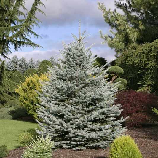 Picea Pungens Fat Albert Premium (Precomanda - Poze Reale)
