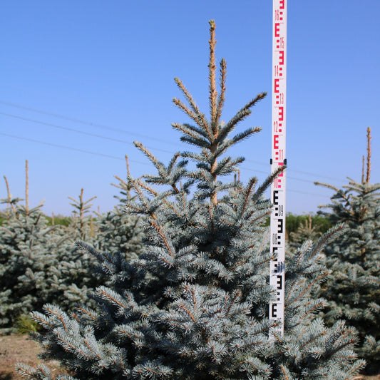Picea Pungens Superblue Premium (Precomanda - Poze Reale)