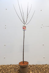 Prunus Triloba - Livrare 1-15 Martie