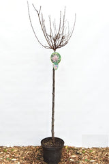 Prunus Triloba - Livrare 1-15 Martie
