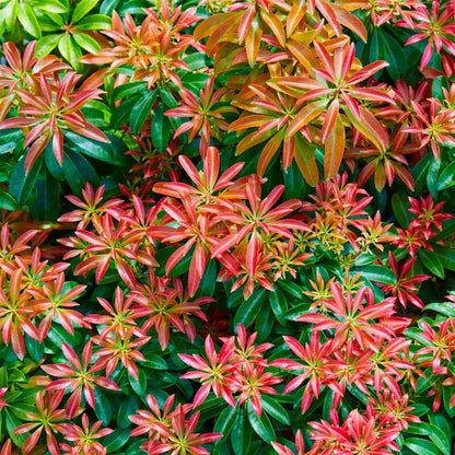 Pieris Bonfire - Pieris Japonica Bonfire