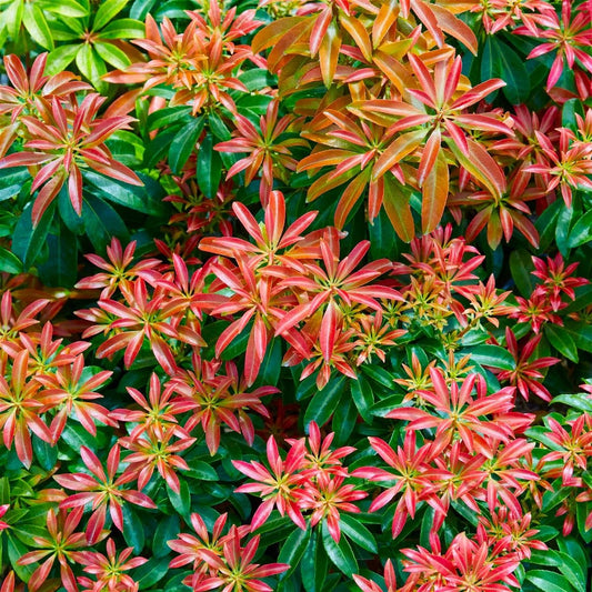 Pieris Bonfire - Pieris Japonica Bonfire