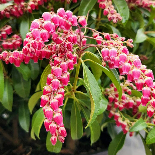 Pieris Passion - Pieris Japonica Passion