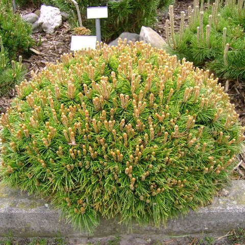 Pin verde pitic - Pinus Mugo 'Benjamin'