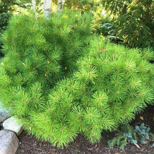 Pin verde Japonez pitic - Pinus Densiflora Low Glow