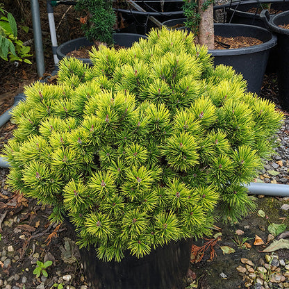 Pin Pitic Ophir - Pinus Mugo Ophir