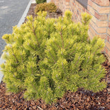 Pin Pitic Wintergold - Pinus Mugo Wintergold