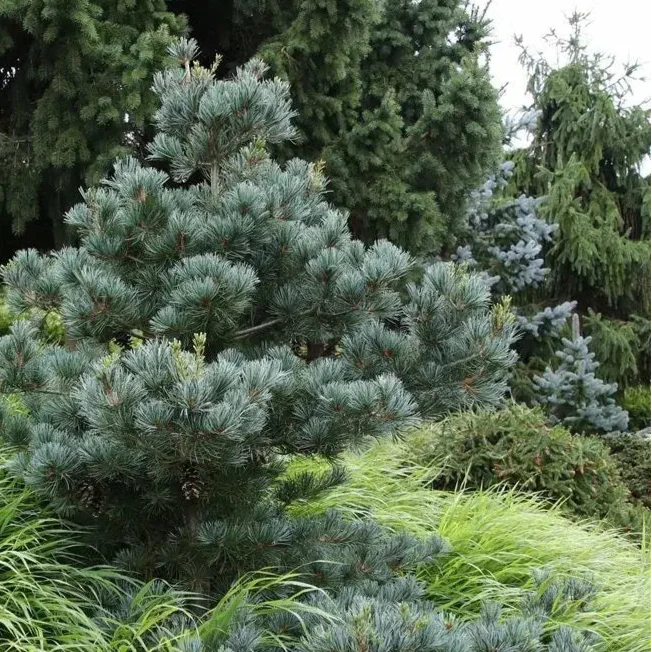 Pin Japonez Negishi - Pinus Parviflora Negishi