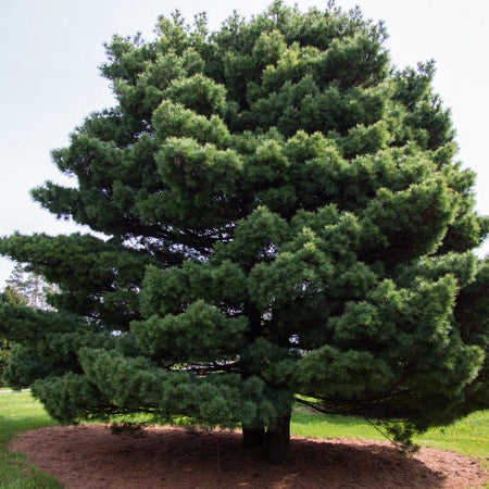 Pin Alb - Pinus Strobus