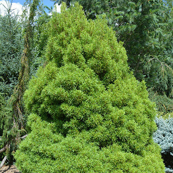 Pin Alb Tiny Curls - Pinus Strobus Tiny Curls